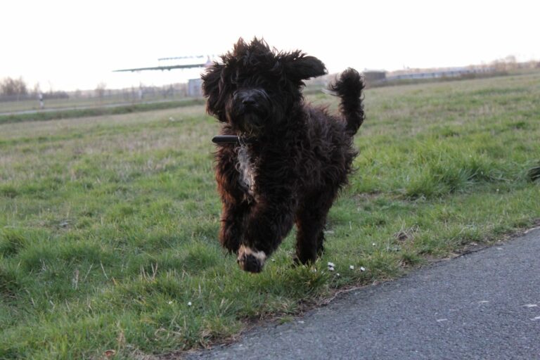 Portugiesischer Wasserhund Milou hüpft herum