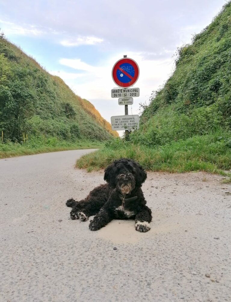 Portugiesischer Wasserhund Milou liegt auf einer Straße vor einem Verkehrsschild in Frankreich